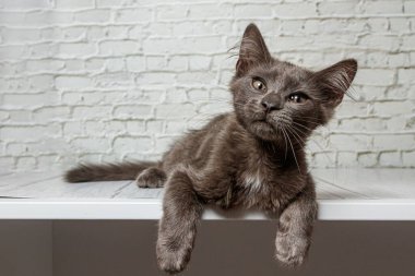 Tuğla duvardaki güzel gri kedi. Yaklaş.