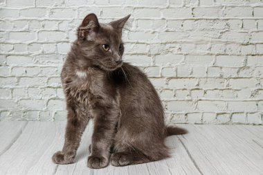 Tuğla duvardaki güzel gri kedi. Yaklaş.