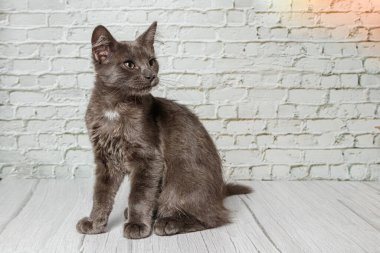 Tuğla duvardaki güzel gri kedi. Yaklaş.