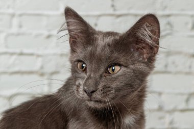 Tuğla duvardaki güzel gri kedi. Yaklaş.
