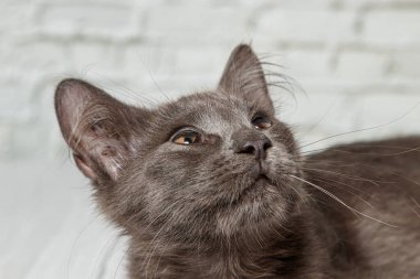 Tuğla duvardaki güzel gri kedi. Yaklaş.