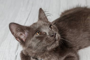 Tuğla duvardaki güzel gri kedi. Yaklaş.