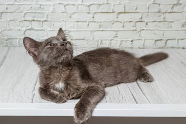 Tuğla duvardaki güzel gri kedi. Yaklaş.