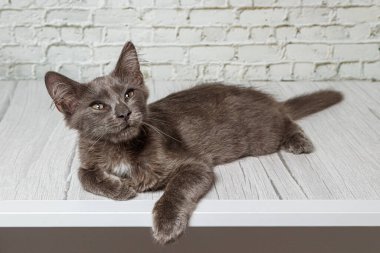 Tuğla duvardaki güzel gri kedi. Yaklaş.