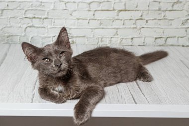 Tuğla duvardaki güzel gri kedi. Yaklaş.