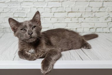 Tuğla duvardaki güzel gri kedi. Yaklaş.