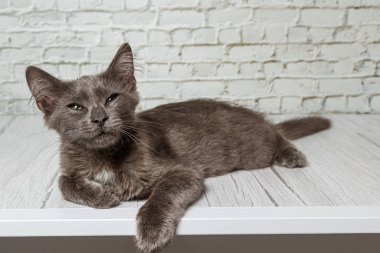 Tuğla duvardaki güzel gri kedi. Yaklaş.