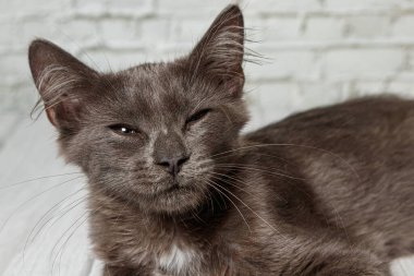 Tuğla duvardaki güzel gri kedi. Yaklaş.