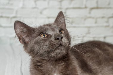 Tuğla duvardaki güzel gri kedi. Yaklaş.