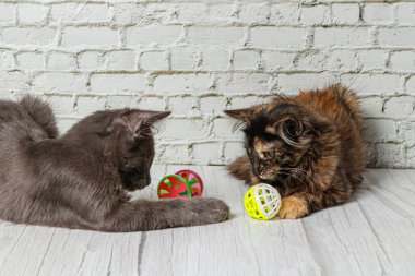 Güzel bir çift gri kedi çocuk ve kız tuğla duvarın arkasında, yakın plan
