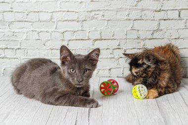Güzel bir çift gri kedi çocuk ve kız tuğla duvarın arkasında, yakın plan