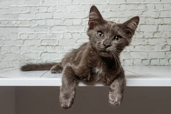 Tuğla Duvardaki Güzel Gri Kedi Yaklaş — Stok fotoğraf