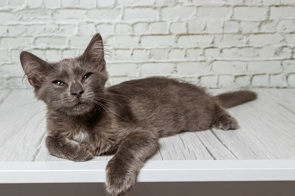 Tuğla duvardaki güzel gri kedi. Yaklaş.