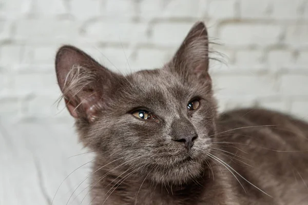 Tuğla duvardaki güzel gri kedi. Yaklaş.