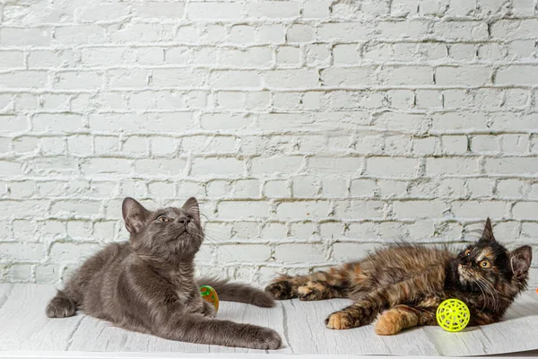 Güzel Bir Çift Gri Kedi Çocuk Kız Tuğla Duvarın Arkasında — Stok fotoğraf