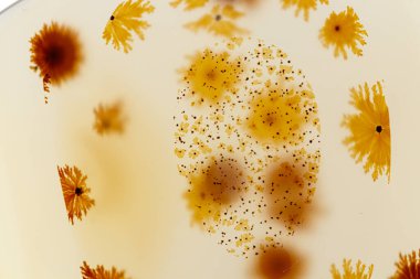 Makro mineral taşı Moss Agate, Muschiataan beyaz arka planı