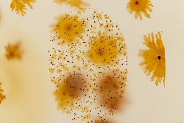 Makro mineral taşı Moss Agate, Muschiataan beyaz arka planı