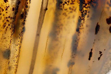 Makro mineral taşı Moss Agate, Muschiataan beyaz arka planı