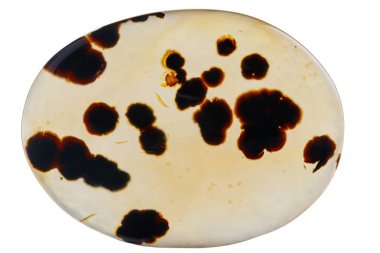 Makro mineral taşı Moss Agate, Muschiataan beyaz arka planı