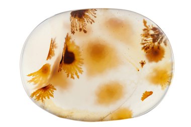 Makro mineral taşı Moss Agate, Muschiataan beyaz arka planı