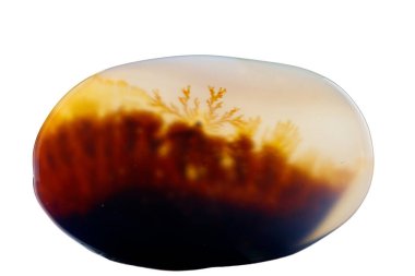 Makro mineral taşı Moss Agate, Muschiataan beyaz arka planı