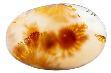 Makro mineral taşı Moss Agate, Muschiataan beyaz arka planı