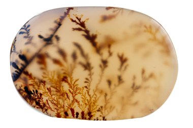 Makro mineral taşı Moss Agate, Muschiataan beyaz arka planı