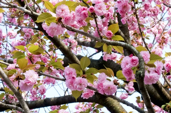 優雅でエレガントな双子桜花びら — ストック写真