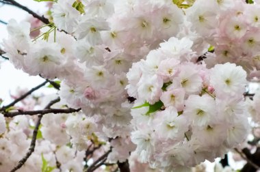 Güzel ve çekici kiraz çiçekleri