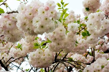 Güzel ve çekici kiraz çiçekleri