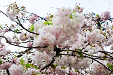 Güzel ve çekici kiraz çiçekleri