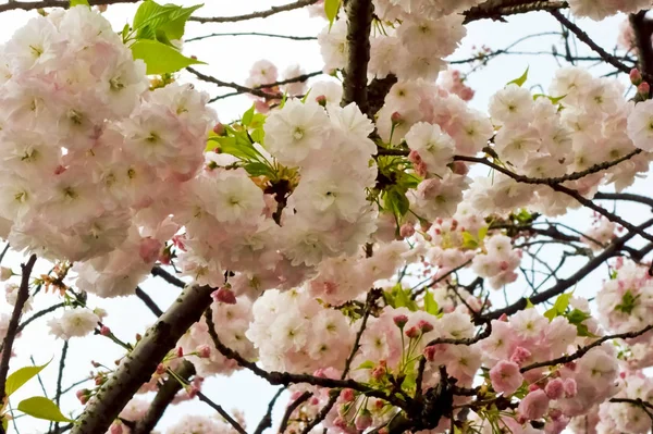 Güzel ve çekici kiraz çiçekleri