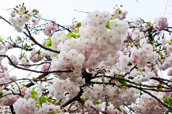 Güzel ve çekici kiraz çiçekleri