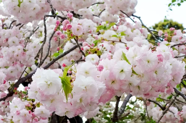 ゴージャスで華やかな桜の花 — ストック写真