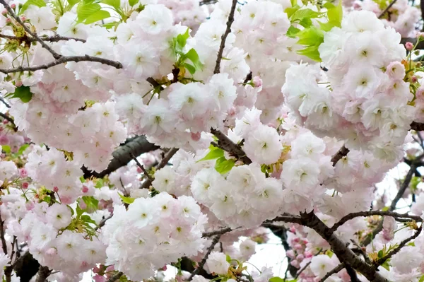 ゴージャスで華やかな桜の花 — ストック写真