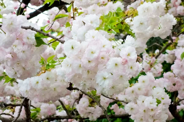 Güzel ve çekici kiraz çiçekleri