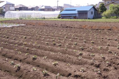 Kırsal kesimde, kırsal kesimde ekili arazi                               