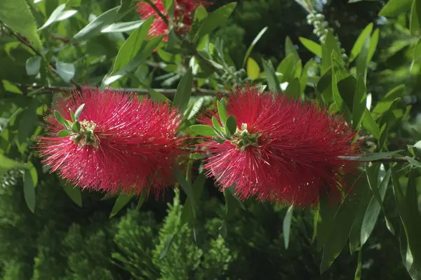 Vermelho Brilhante Única Flor Como Tsukoshi — Fotografia de Stock