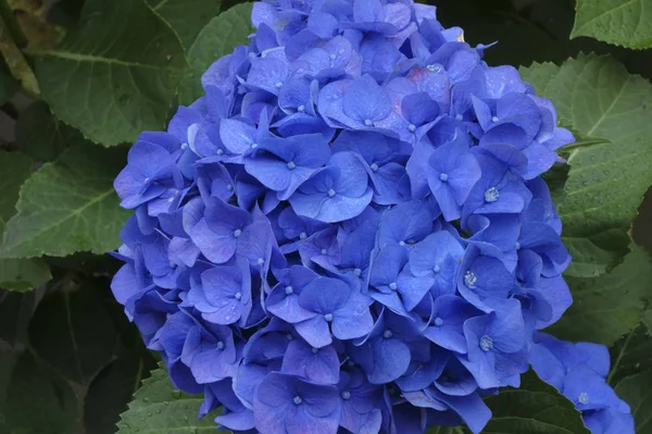 Hortensia Elegante Brillante Hortensia Brillante — Foto de Stock