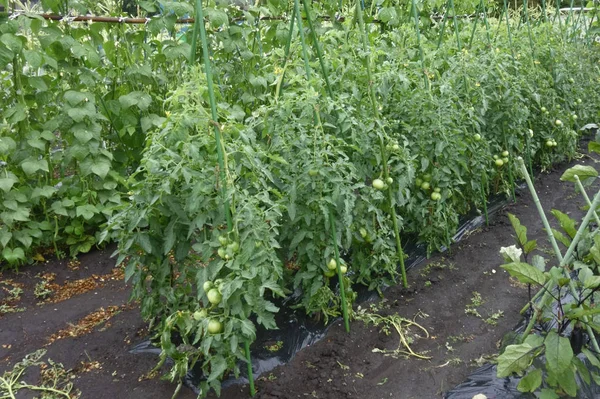 Ein Gepflegtes Tomatenfeld — Stockfoto