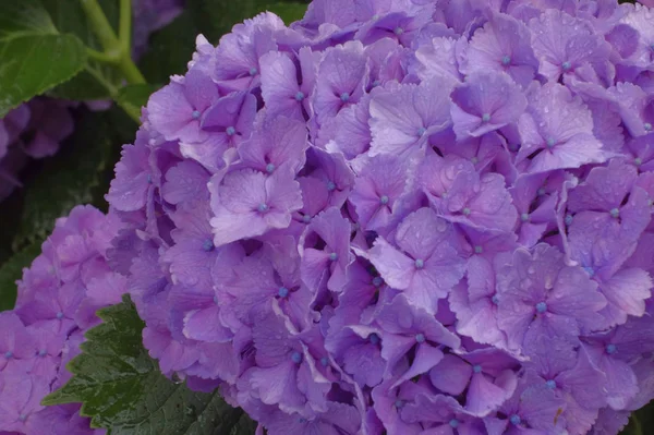 Hortensia Elegante Brillante Hortensia Brillante — Foto de Stock