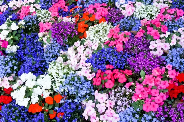 Välskötta Blomrabatter Kontorsområdet — Stockfoto