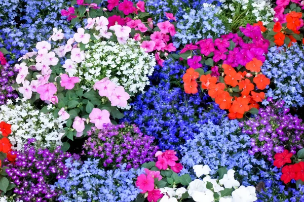 Zadbane Kwiaty Kwietniki Obszarze Biurowym — Zdjęcie stockowe