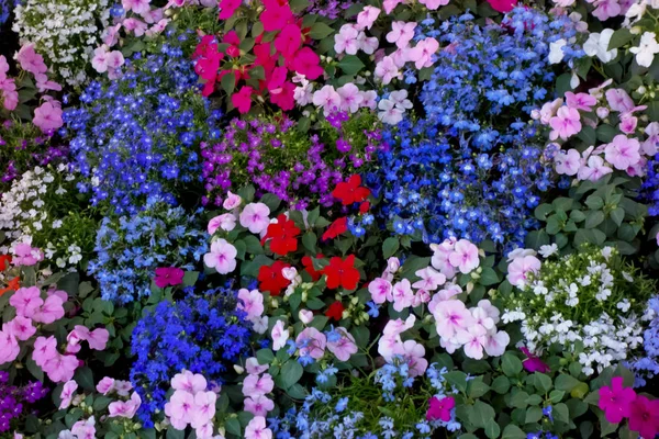 Zadbane Kwiaty Kwietniki Obszarze Biurowym — Zdjęcie stockowe