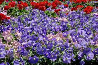 Ofis alanında bakımlı çiçekli çiçekler