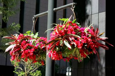 Nice çiçek sepeti iş ofis bölgesinde dekore