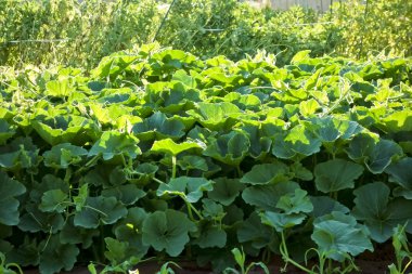 Bir çalı gibi kabarık ve kalın bir yaprak