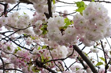 Parlak ve zarif kiraz çiçekleri