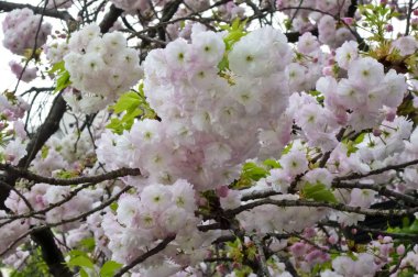 Parlak ve zarif kiraz çiçekleri