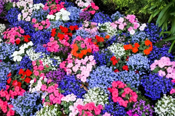 Flores Canteiro Flores Bem Conservadas Área Escritório — Fotografia de Stock